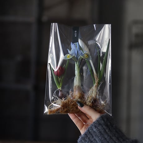 spring bulbs set  2026