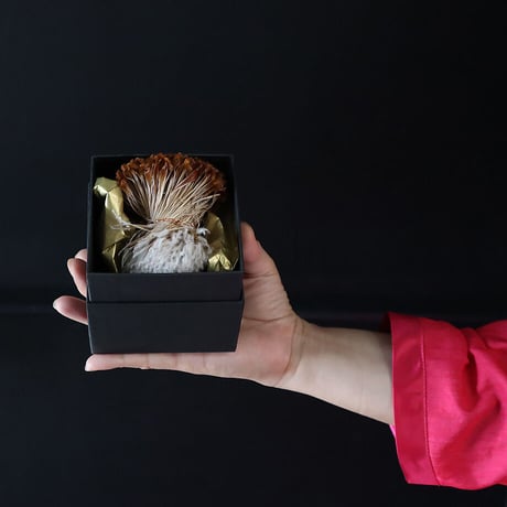 Botanical box protea