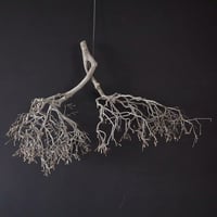 Branch Doudan B