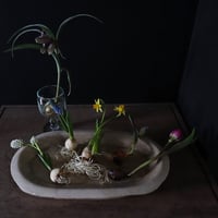 spring bulbs set  2023 vol.1