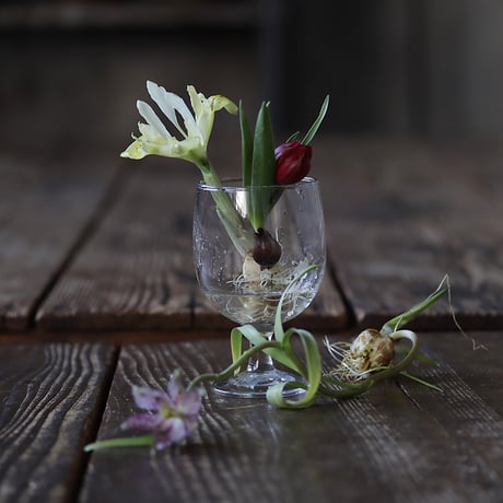 spring bulbs set  2026
