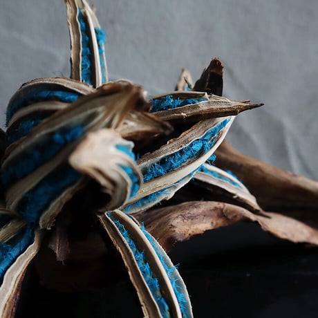 traveler's tree seed