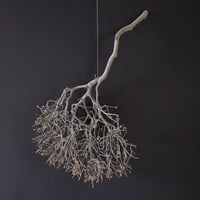 Branch Doudan C