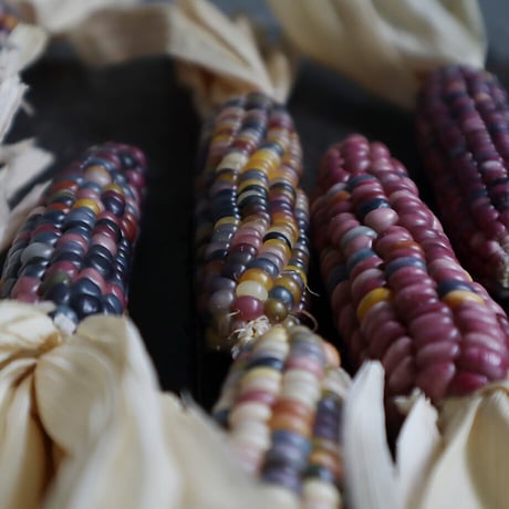 glass jem corn (5P)
