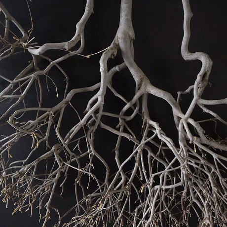 Branch Doudan E