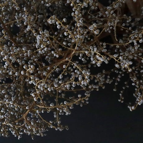 Seed of Syuro E
