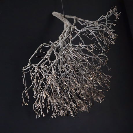 Branch Doudan A