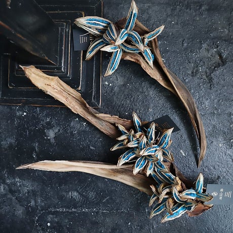 traveler's tree seed