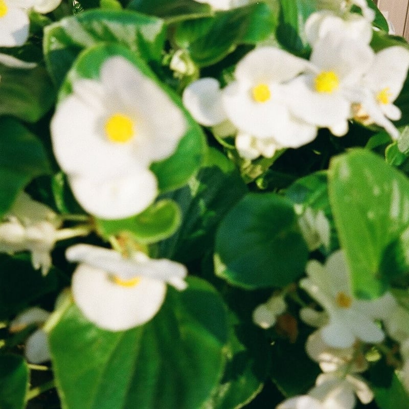 Nikon zoom 300 AF | YURI HANAMORI 