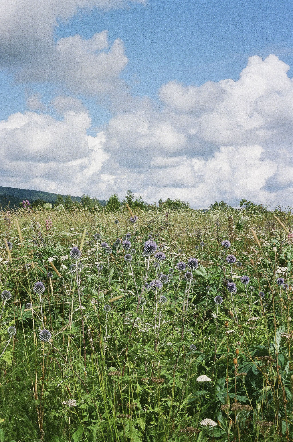 PENTAX ESPIO 120SW | YURI HANAMORI 