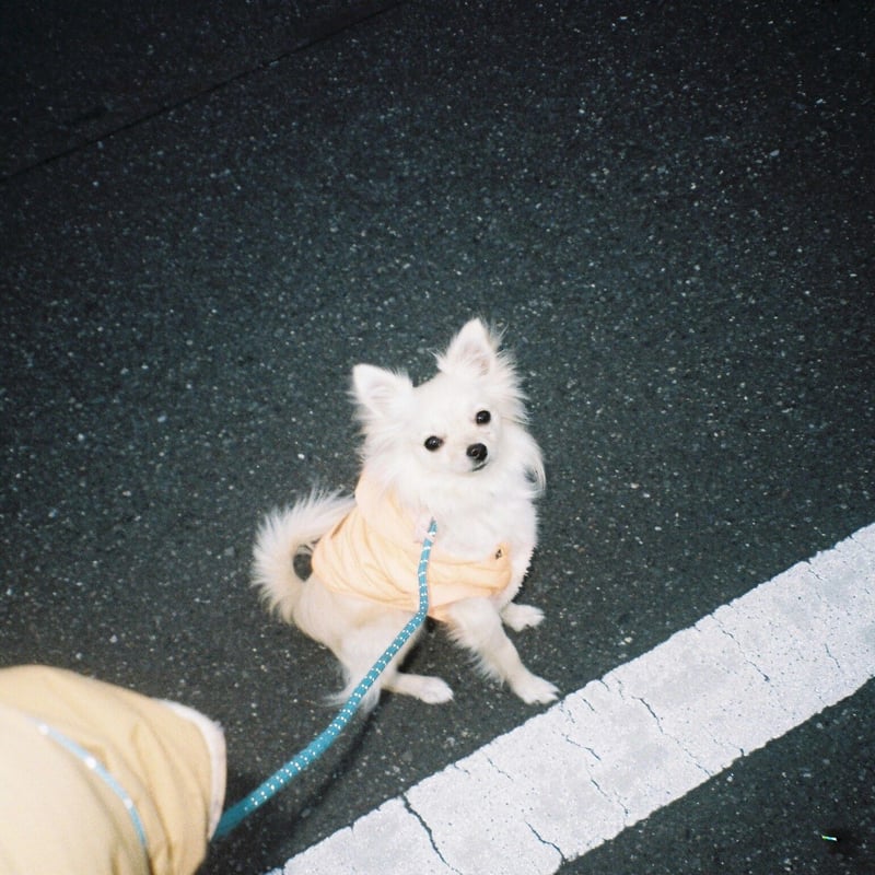 Nikon Lite Touch zoom110s | YURI HANAMORI 