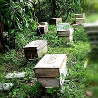 沖縄産ハチミツ　なご百花蜜