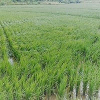 西表島産赤米　農薬、化学肥料除草剤不使用
