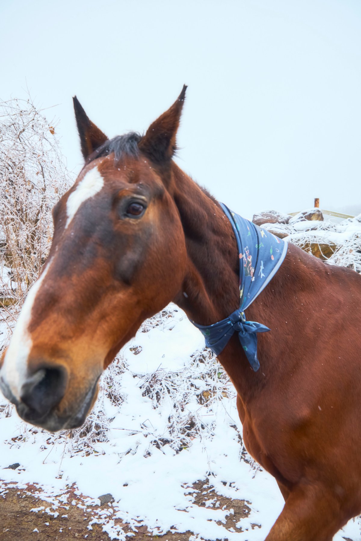 大判シルクスカーフ(サチモの蹄鉄付き) | FOCUS STUDIO