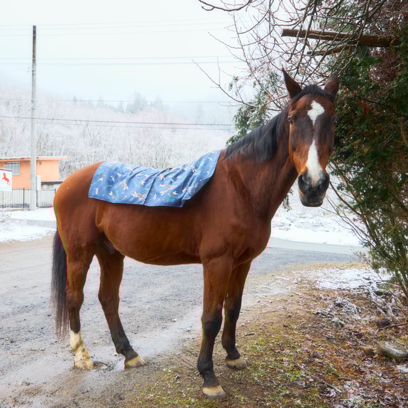 大判シルクスカーフ(サチモの蹄鉄付き) | FOCUS STUDIO