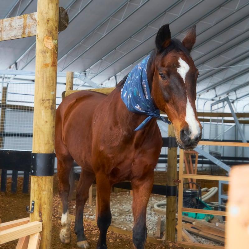 大判シルクスカーフ(サチモの蹄鉄付き) | FOCUS STUDIO