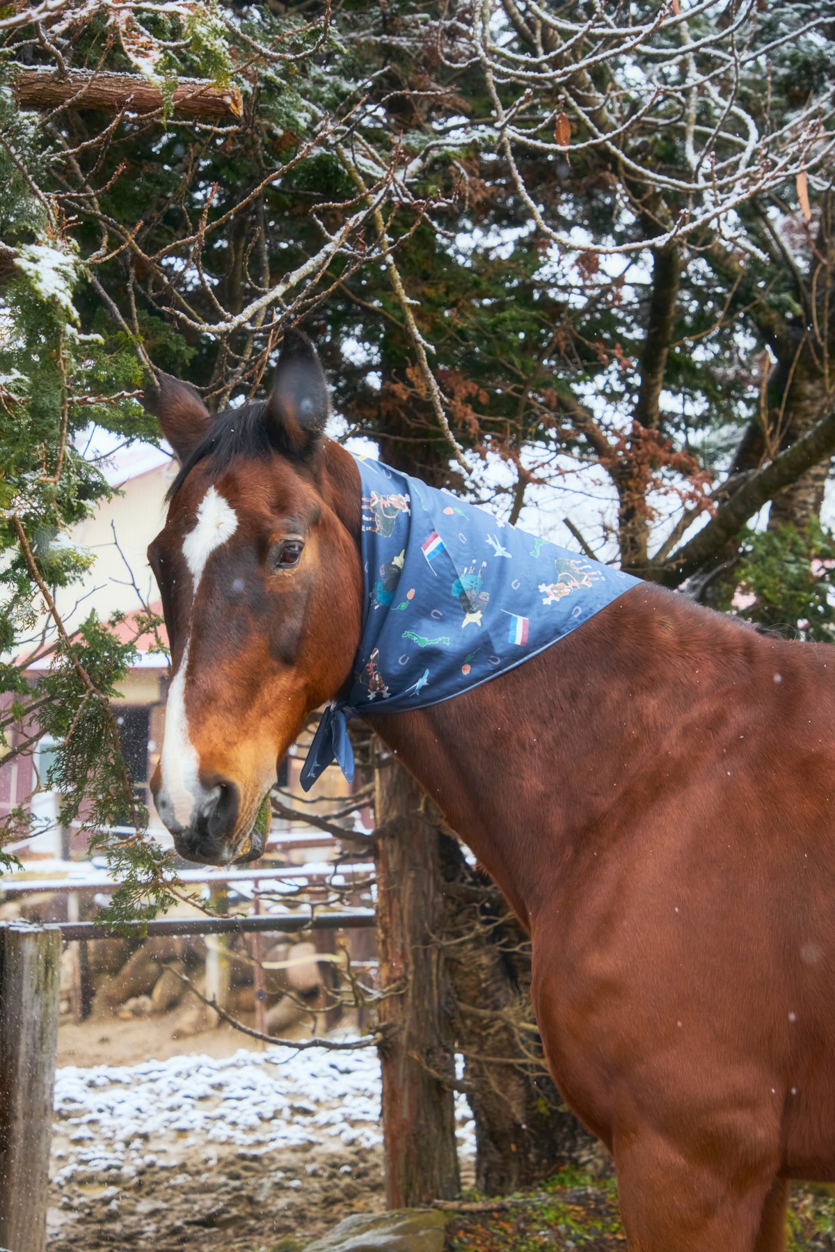 大判シルクスカーフ(サチモの蹄鉄付き) | FOCUS STUDIO