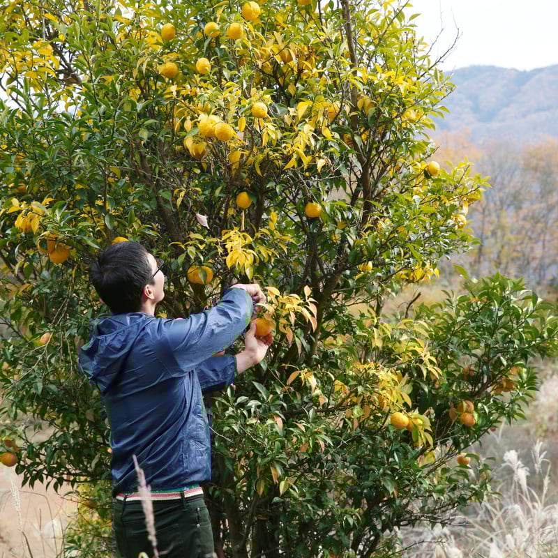 みかん柚子 ダノン ビオ ヨーグルト ＜みかんと柚子＞（ダノンジャパン）2024年11