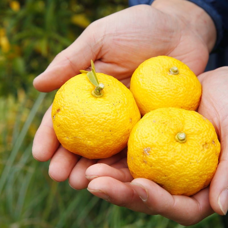 【専用出品】よしにゃあ様　金鯱　・7号サイズ　2個・セルトレー苗　30個 よしにゃあ様専用 専用出品】よしにゃあ様 金鯱 ・7号サイズ