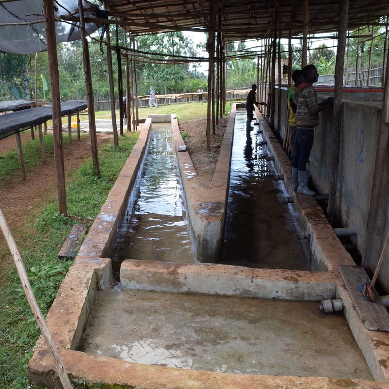珈琲『モカ・ベンサ』ウォッシュド 中深煎り | 蕪木