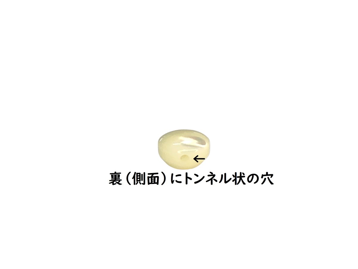 高瀬貝 貝ボタン 小さなコロコロした可愛い裏穴ボタン 10個セット SH