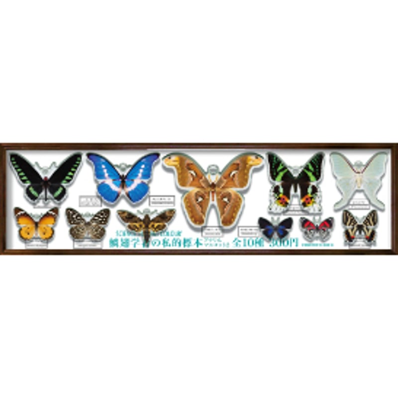 ★真作★森天飛★葉蝶 モンキチョウ★鉛筆 アクリル ガッシュ 真作☆森天飛☆葉蝶 モンキチョウ☆鉛筆 アクリル ガッシュ 【公式通販】