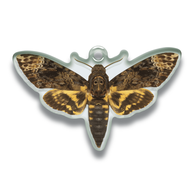 STC 鱗翅学者の私的標本アクリルマスコット2 | 株式会社いきもん WEBストア