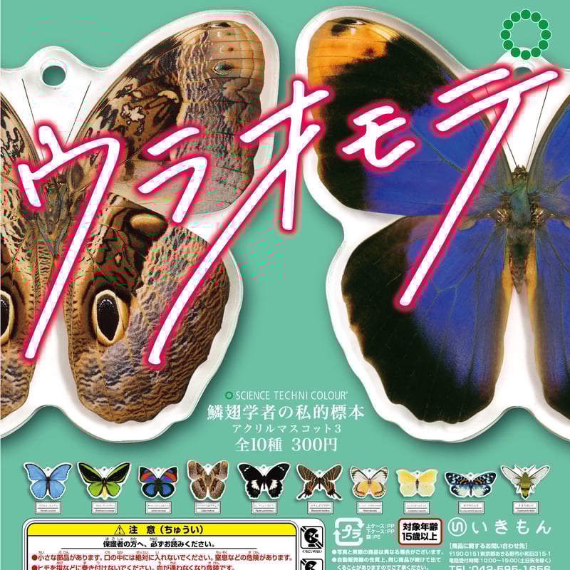 蝶標本】ポリクトール（1オス・インド北部産） 【公式通販】