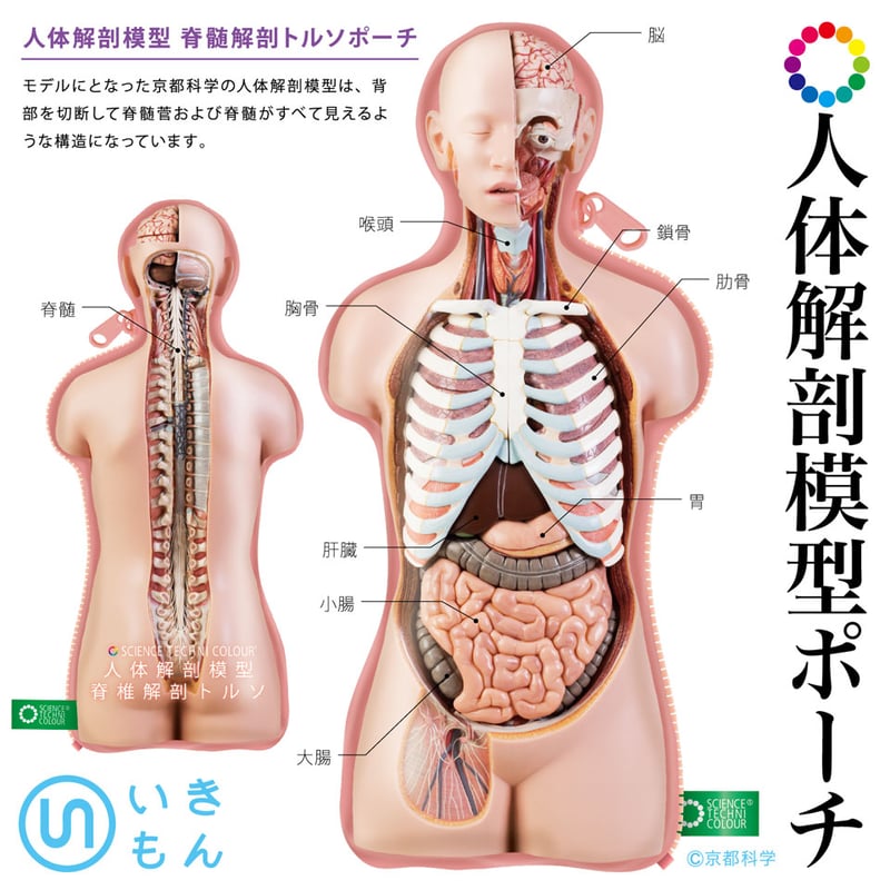 STC 人体解剖模型ポーチ（カプセルなし） | 株式会社いきもん
