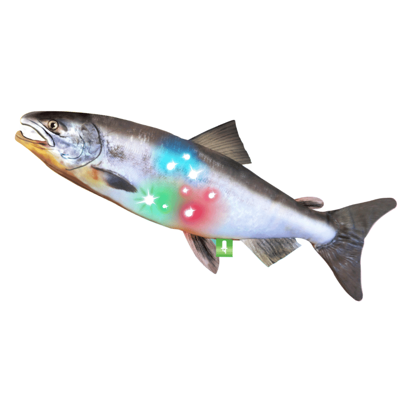 ATC すいラボ ゲーミング魚コレクション | 株式会社いきもん WEBストア