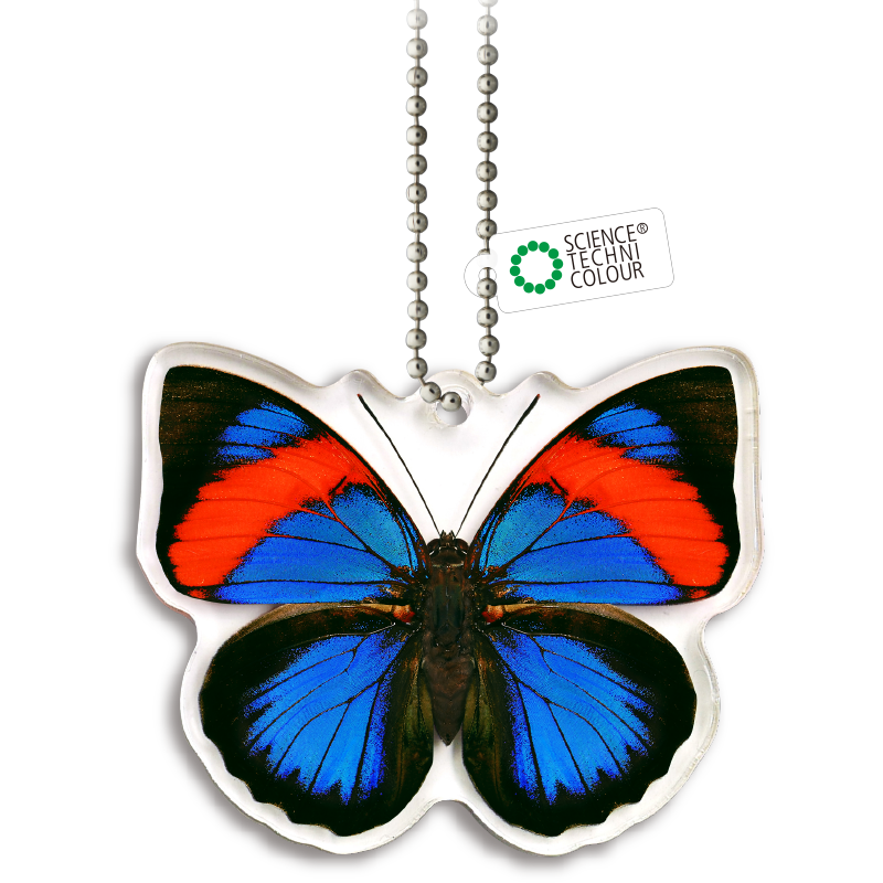 STC 鱗翅学者の私的標本アクリルマスコット3 | 株式会社いきもん WEBストア