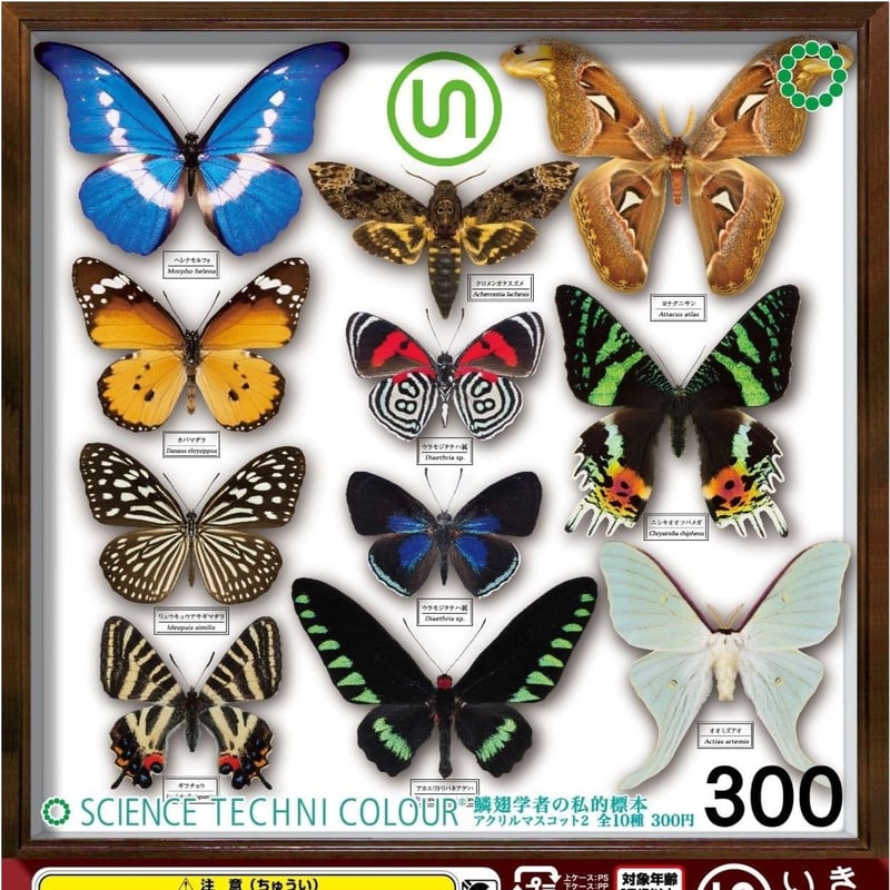 標本用品 Acantholophus  sp 標本用品 Acantholophus sp 標本用品 Acantholophus sp Curculionidae