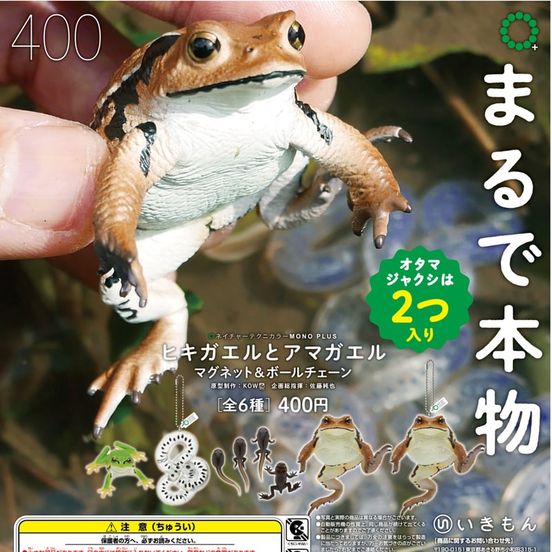 ヒキガエルの生物学 カエル解剖学モデルヒキガエル生物学的解剖学エミュレーション