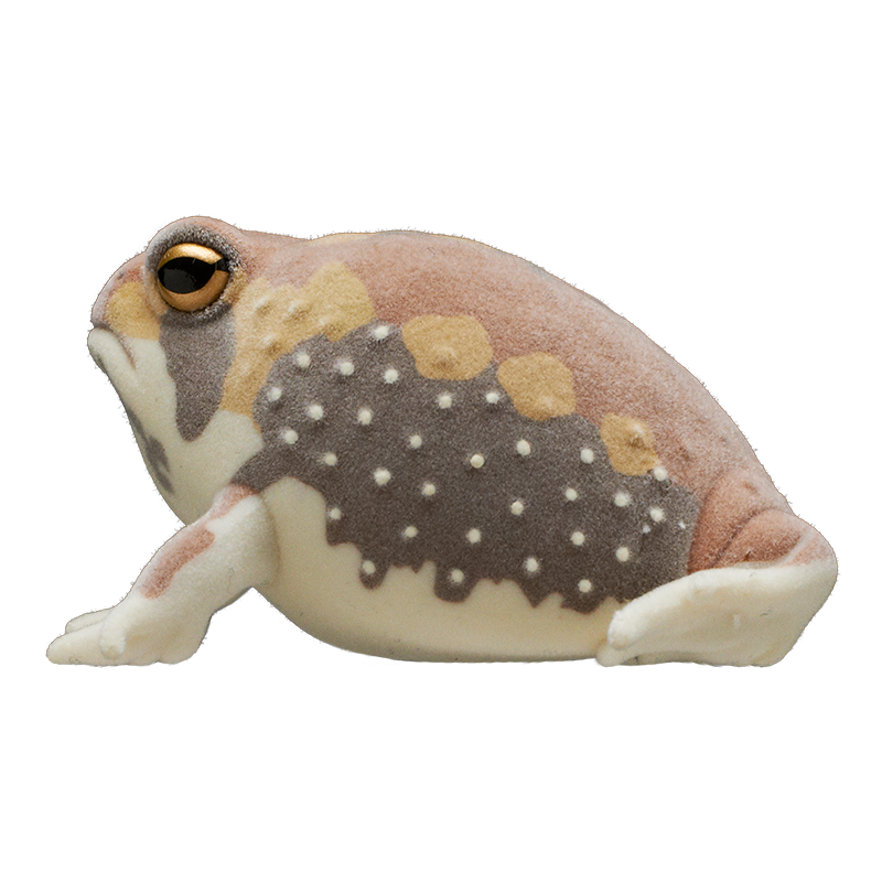 NTC FLOCKY 土まみれのアメフクラガエル | 株式会社いきもん WEBストア