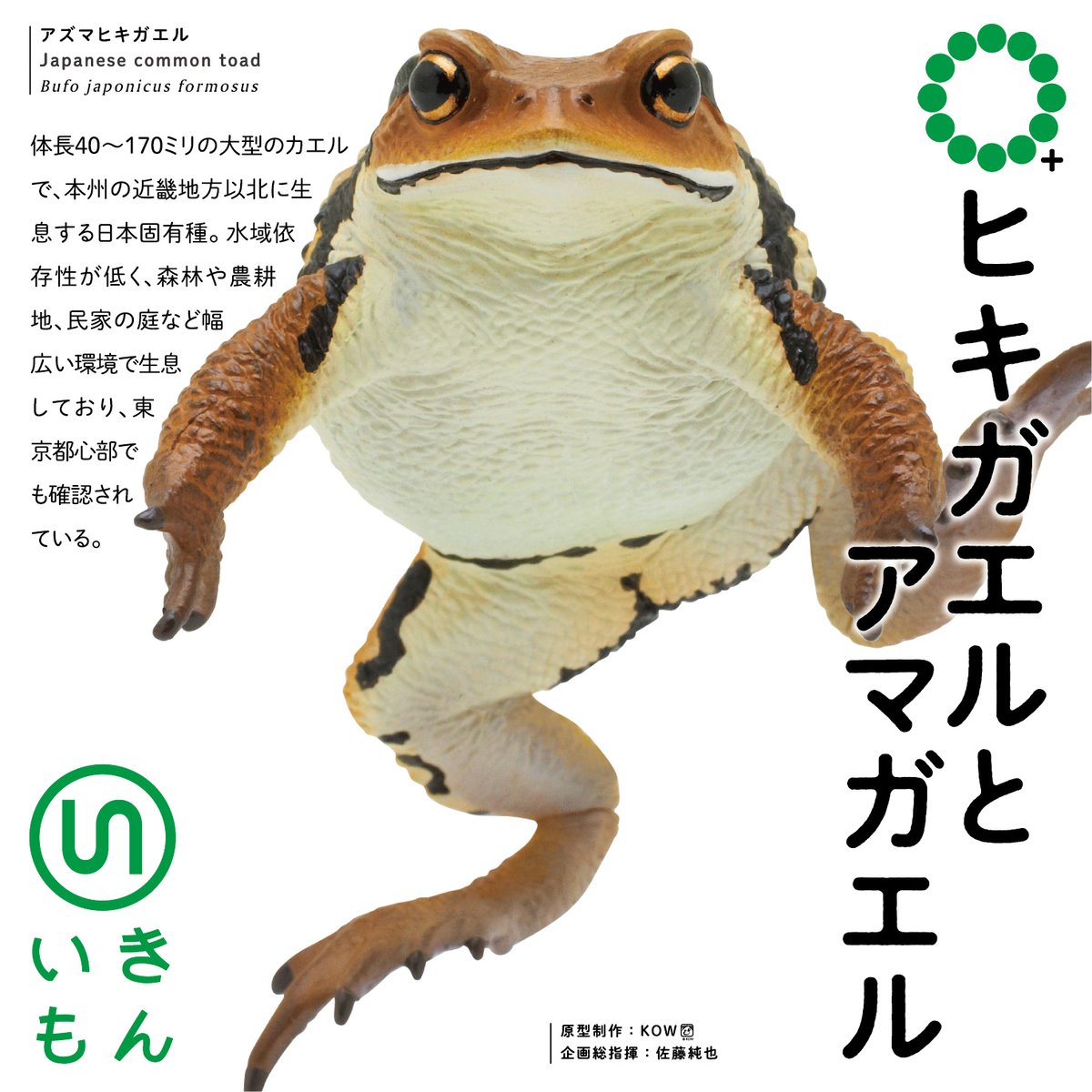 ヒキガエルの生物学 ヒキガエルの生物学(浦野明央, 石原勝敏 編著) / 藤原書店