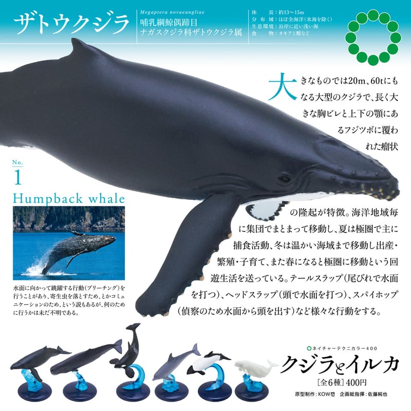 NTC 400 クジラとイルカ | 株式会社いきもん WEBストア NTC 400 クジラとイルカ | 株式会社いきもん WEBストア