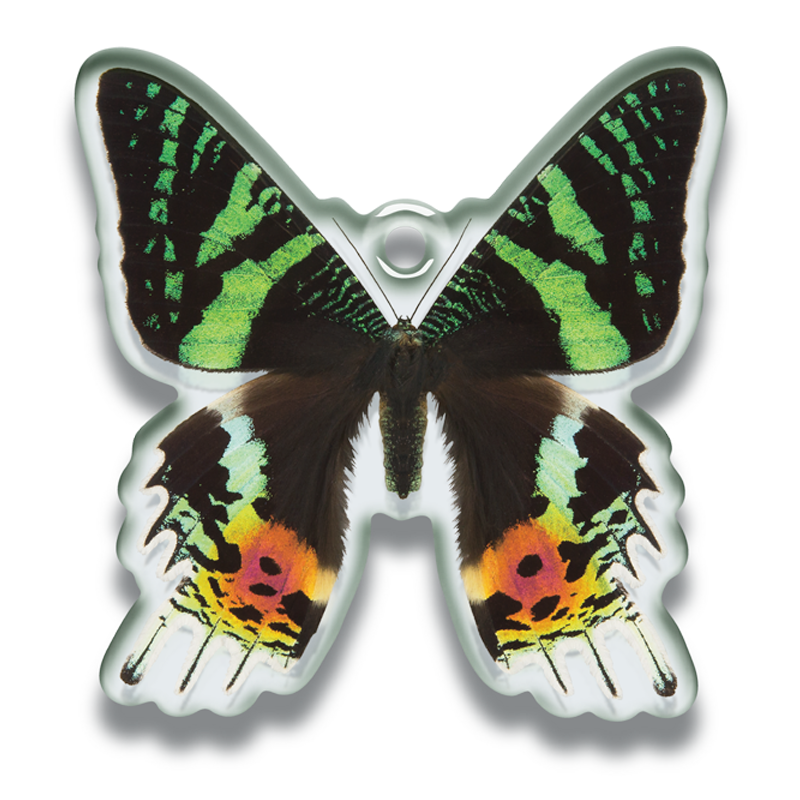 輸入本】タイ語の鱗翅目専門書【図鑑】 輸入本】タイ語の鱗翅目専門書