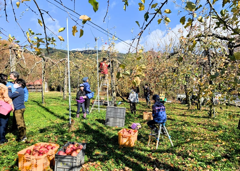 油彩　林檎とワイン 林檎と赤ワイン | 和歌山県の果実酒 | クラフト酒・日本酒の通販