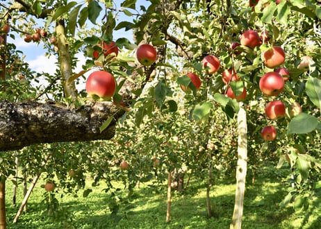 りんご屋まち子のアップルジュース（720ml）大人の贅沢りんごジュース｜G7広島サミット海外メディアおもてなし商品
