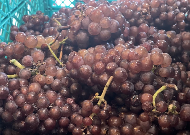 白】REGALO 2023 ピノ・グリ（750ml）爽やかな辛口、香り際立つ白