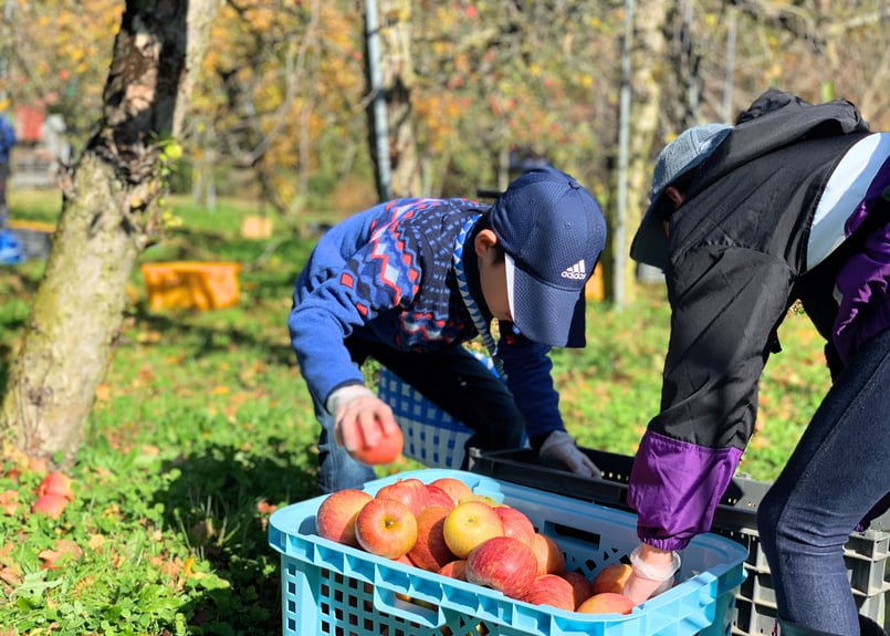 りんご屋まち子のアップルワイン・375ml 4本セット | THREE PEAKS