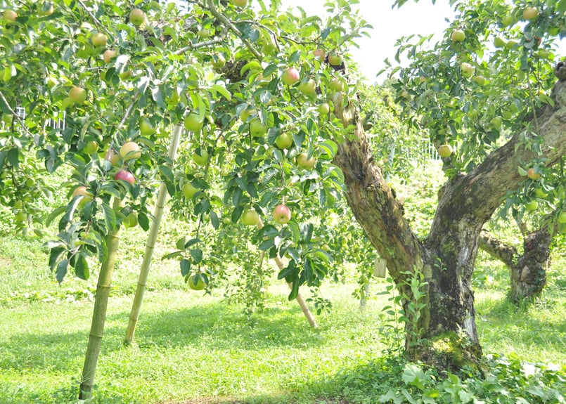 りんご屋まち子のアップルジュース（720ml）大人の贅沢りんごジュース