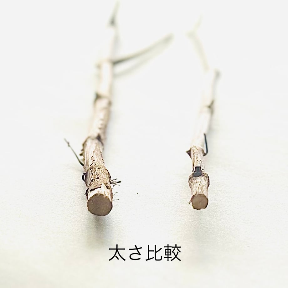 655a213bf7672e077bec9f94