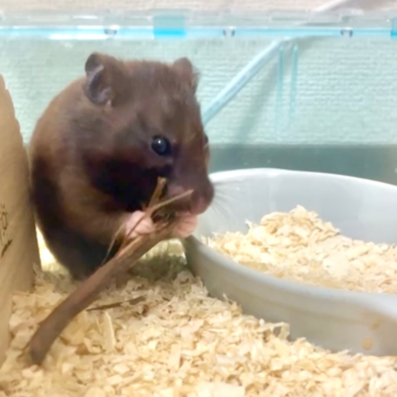 ユ―カリと木の実のハ―フリース　ボタニカル 202303092671_1200x1200.jpg?v=