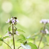 ウィズアース北海道 Holybasil Project