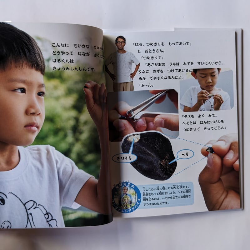 あさがおとはるくん』（キッチンミノル） ＊サイン入り | nowaki