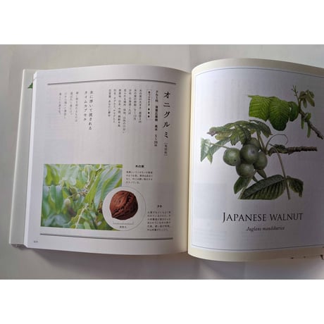 『木の実の名前』