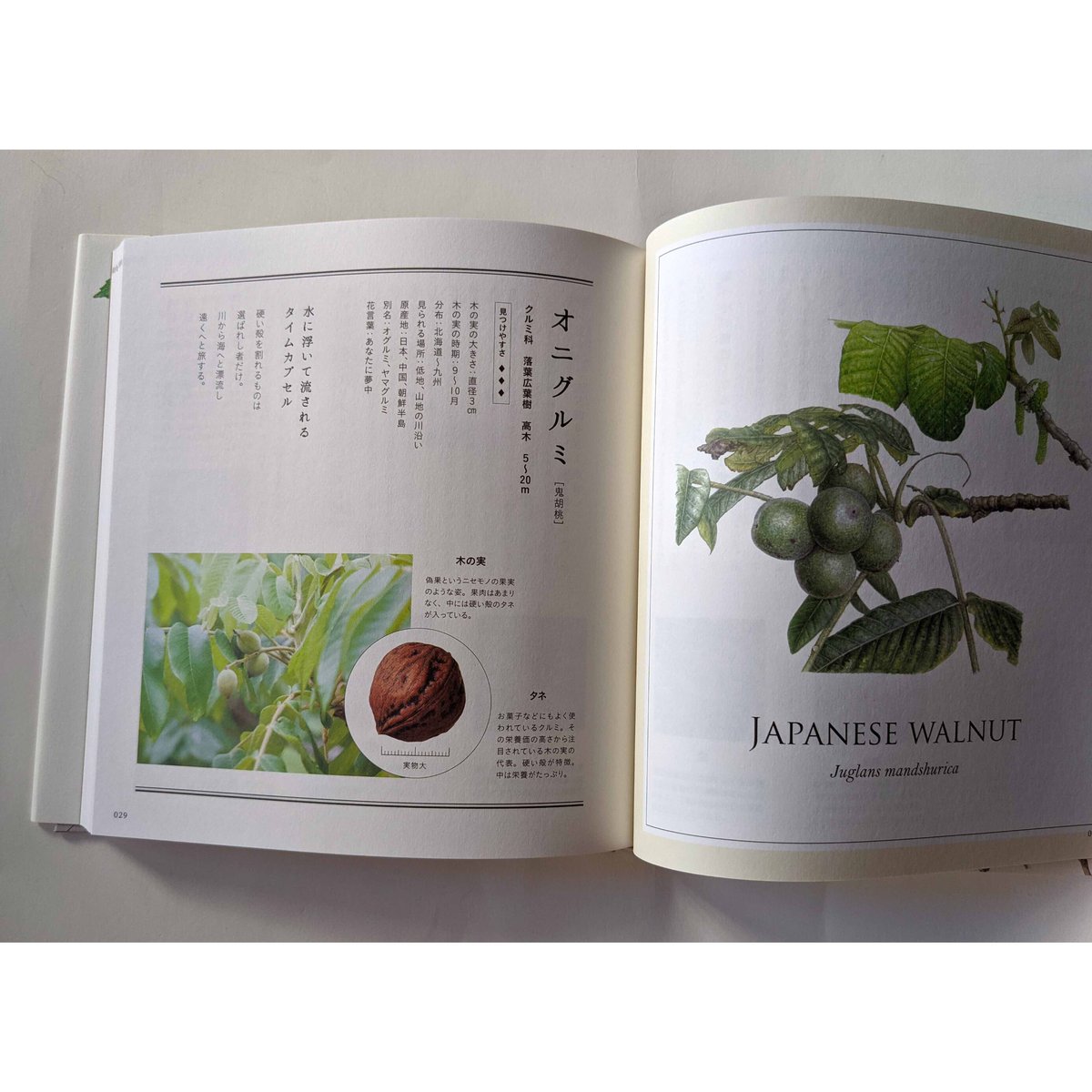 きのみ子ページ 木の実の名前』 | nowaki