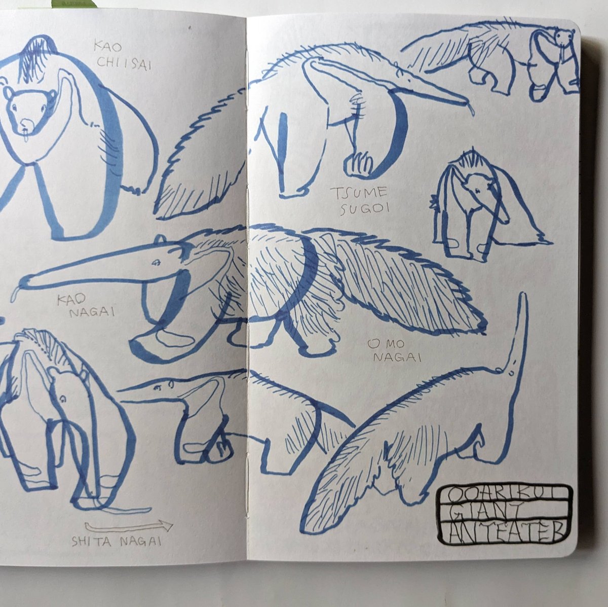 SKETCH FROM THE ZOO』（TAKEUMA/タケウマ）＊サイン入り | nowaki