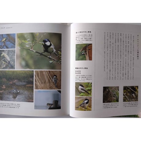 『貝殻の名前』・『野鳥の名前』